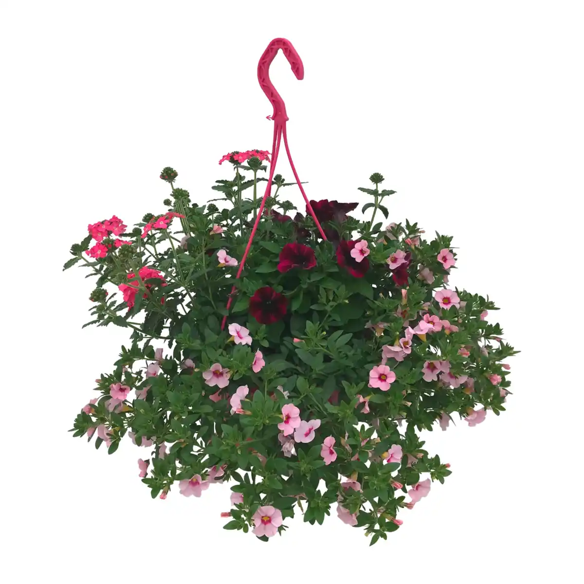 Bild 3 von GARDENLINE Blühmix-Ampel