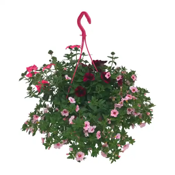 Bild 3 von GARDENLINE Blühmix-Ampel