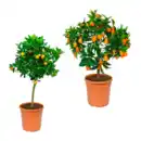 Bild 1 von GARDENLINE Mediterranes Stämmchen
