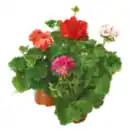 Bild 1 von Geranie