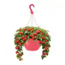 Bild 3 von GARDENLINE Tomaten-Ampel