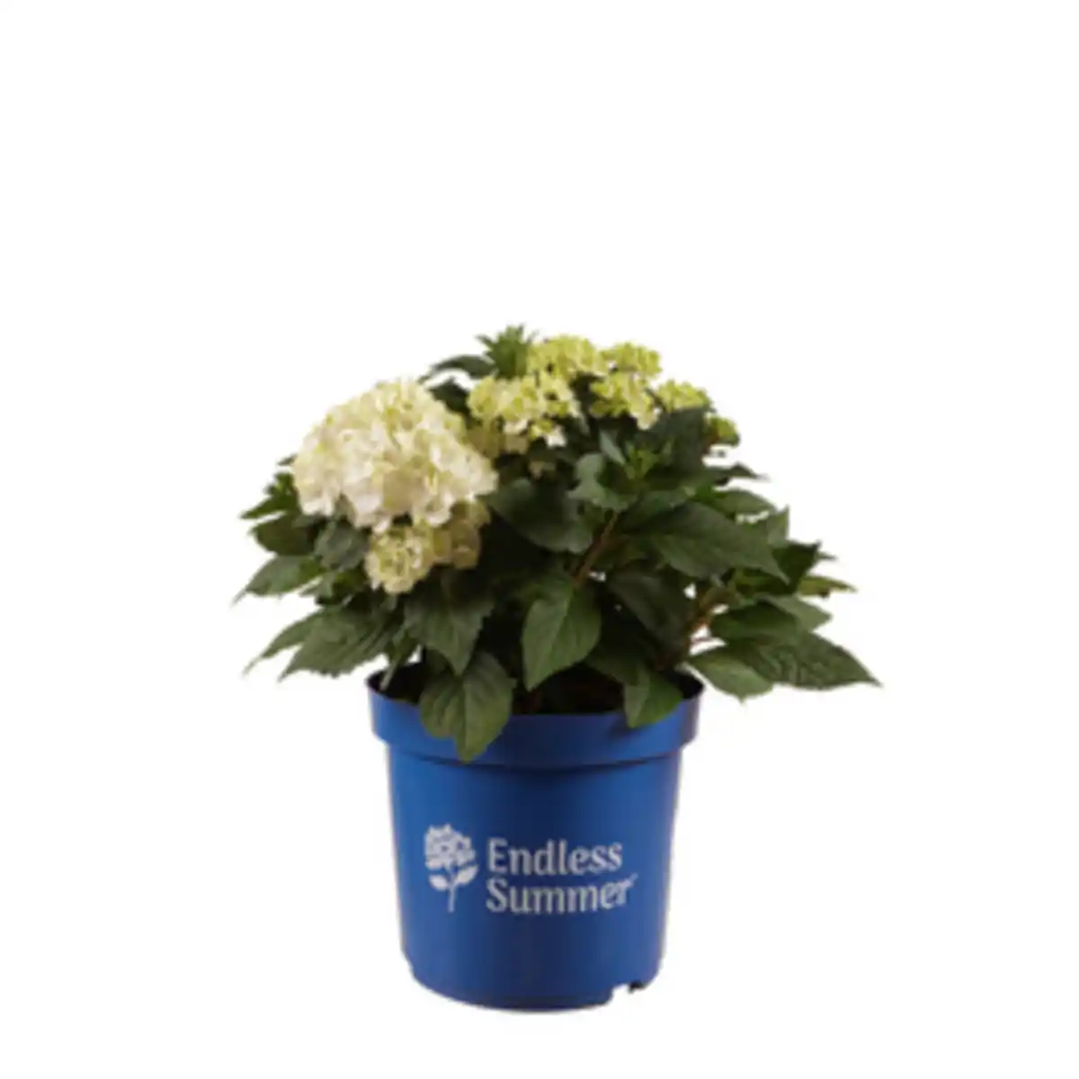 Bild 1 von Endless Summer® Bauernhortensie Hydrangea Hydrangea macrophylla »DreamCloud«, weiße Blüten