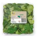 Bild 1 von GO Regio Feldsalat