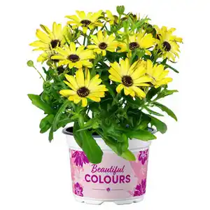 GARDENLINE Kapmargerite 10,5 cm