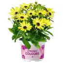 Bild 1 von GARDENLINE Kapmargerite 10,5 cm
