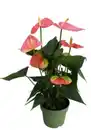 Bild 1 von Anthurium Flamingoblume Royal Pink 14 cm Topf