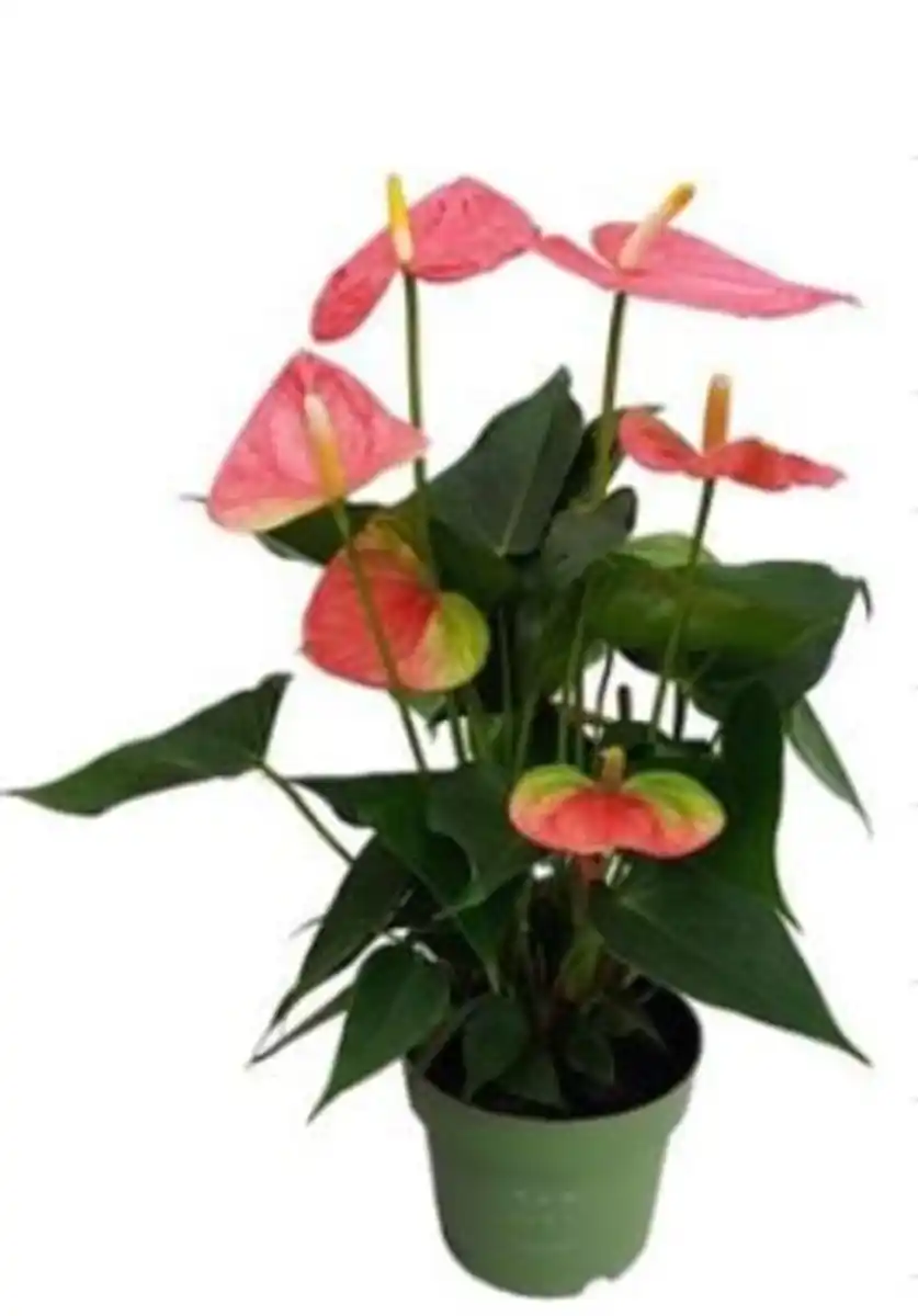 Bild 1 von Anthurium Flamingoblume Royal Pink 14 cm Topf