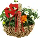 Bild 1 von Bepflanzte Arrangements zu Muttertag Seegraskorb