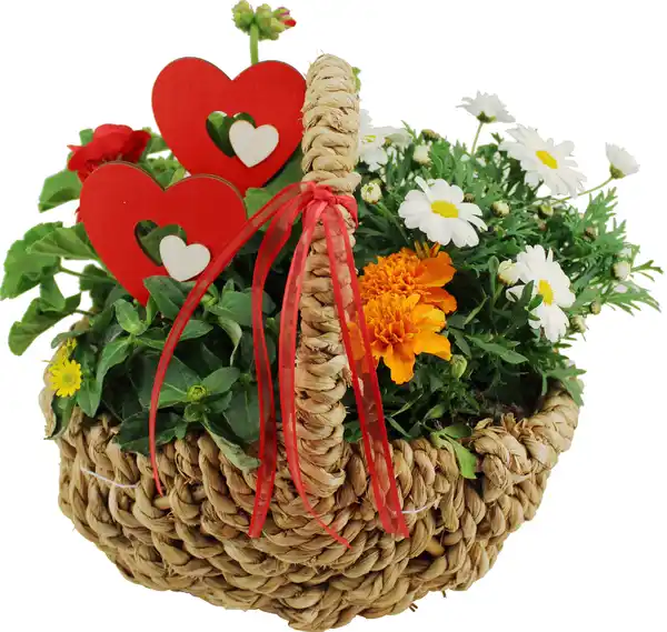 Bild 1 von Bepflanzte Arrangements zu Muttertag Seegraskorb