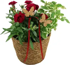 Bepflanzte Arrangements zu Muttertag Korb