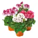 Bild 1 von Edelgeranie