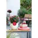 Bild 2 von Zepeti® Rose, Rosa »Zepeti®«, Blüte: samtrot, Vielblüher