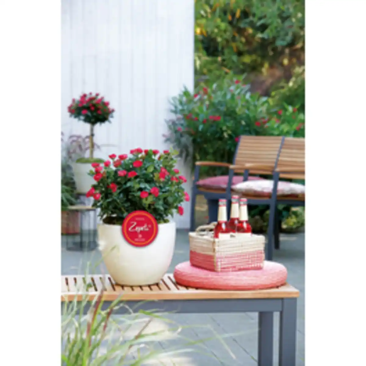 Bild 2 von Zepeti® Rose, Rosa »Zepeti®«, Blüte: samtrot, Vielblüher