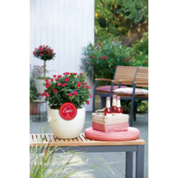 Bild 2 von Zepeti® Rose, Rosa »Zepeti®«, Blüte: samtrot, Vielblüher