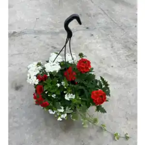 Blumenampel »Mamas Liebling«, 27 cm (Ø), inkl. 5 Pflanzen & Wasserspeicher