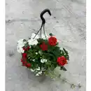 Bild 1 von Blumenampel »Mamas Liebling«, 27 cm (Ø), inkl. 5 Pflanzen & Wasserspeicher