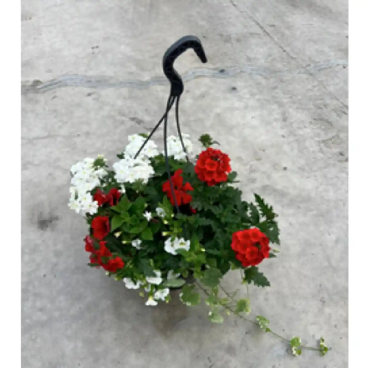 Bild 1 von Blumenampel »Mamas Liebling«, 27 cm (Ø), inkl. 5 Pflanzen & Wasserspeicher