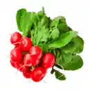 Bild 1 von Radieschen