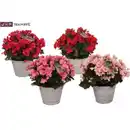 Bild 1 von Begonia Begonie Betulia 19 cm im Zinktopf