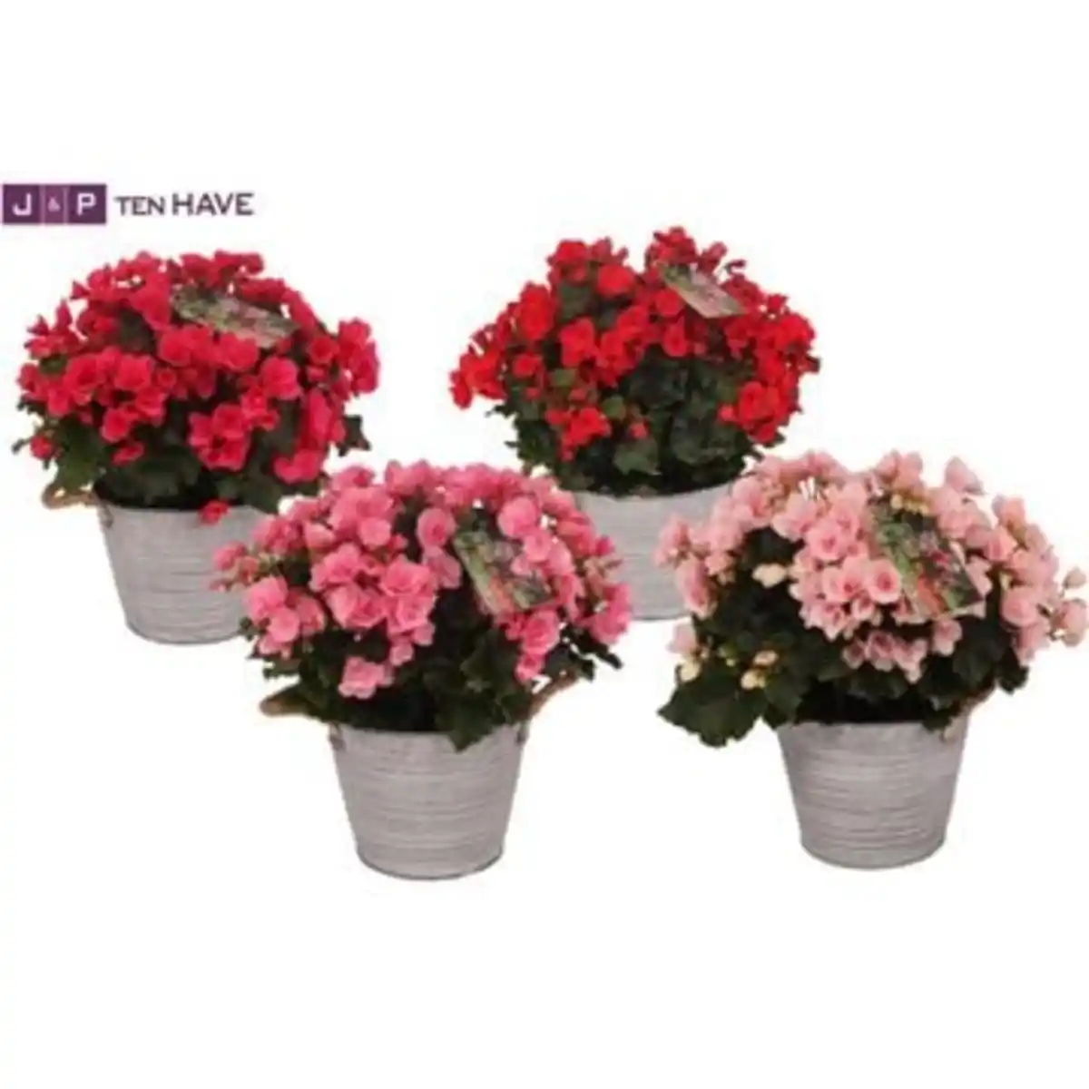 Bild 1 von Begonia Begonie Betulia 19 cm im Zinktopf