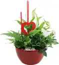 Bild 1 von Bepflanzte Arrangements zu Muttertag Keramikschale