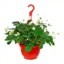 Bild 2 von GARDENLINE Erdbeerampel