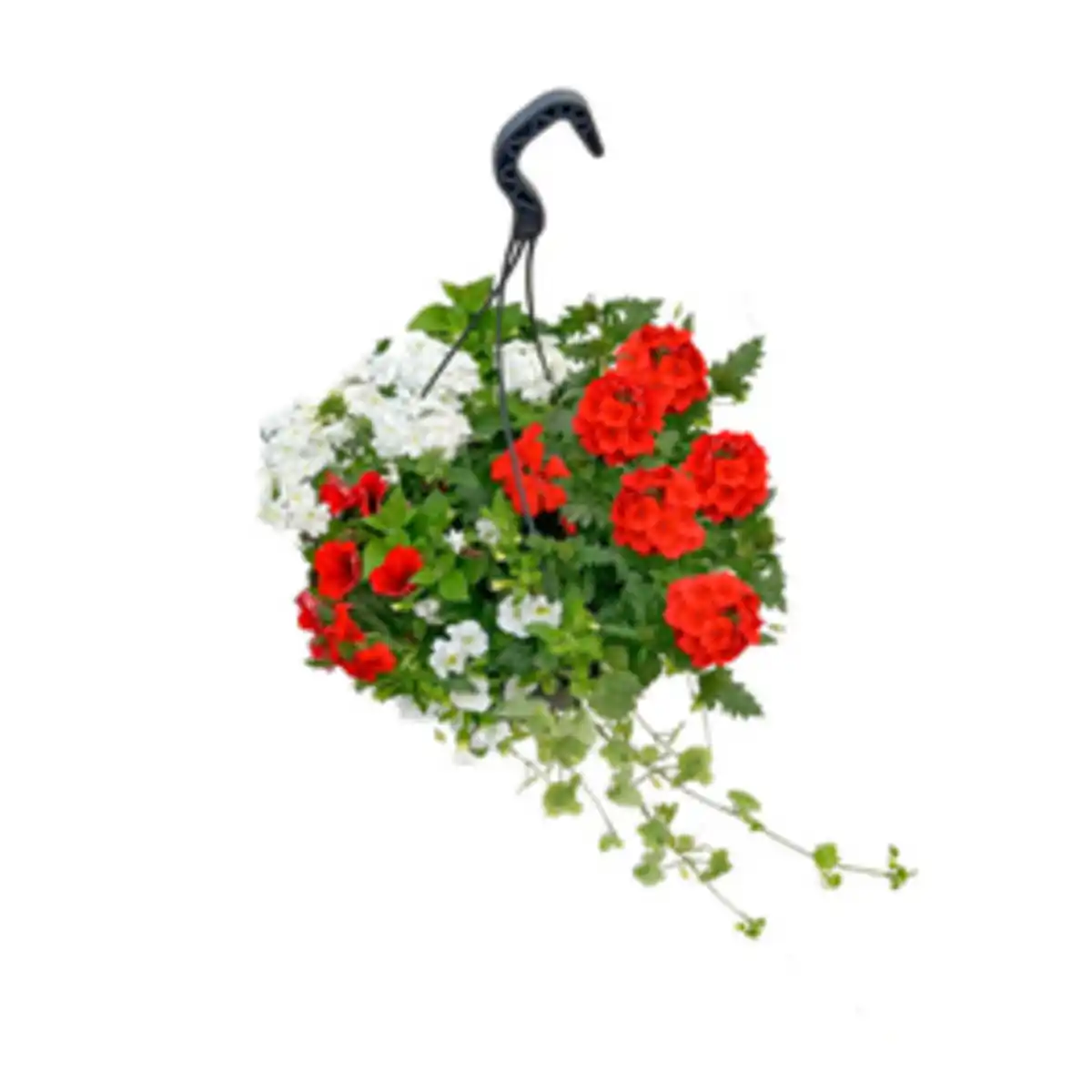 Bild 3 von Blumenampel »Mamas Liebling«, 27 cm (Ø), inkl. 5 Pflanzen & Wasserspeicher