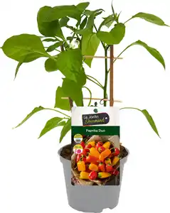 Paprika Capsicum H ca 20 cm 12 cm Topf