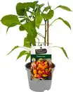 Bild 1 von Paprika Capsicum H ca 20 cm 12 cm Topf