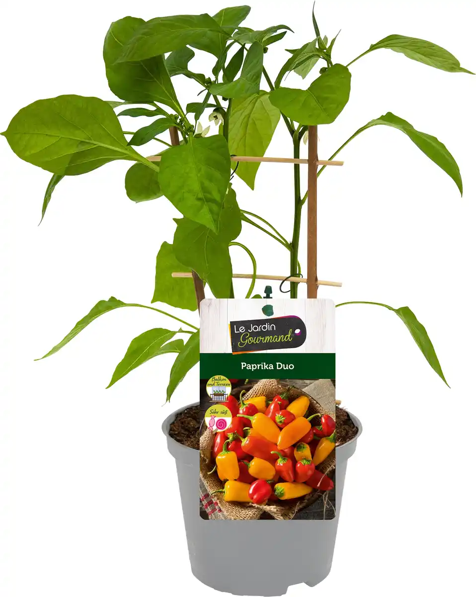 Bild 1 von Paprika Capsicum H ca 20 cm 12 cm Topf