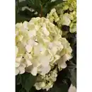 Bild 2 von Endless Summer® Bauernhortensie Hydrangea Hydrangea macrophylla »DreamCloud«, weiße Blüten