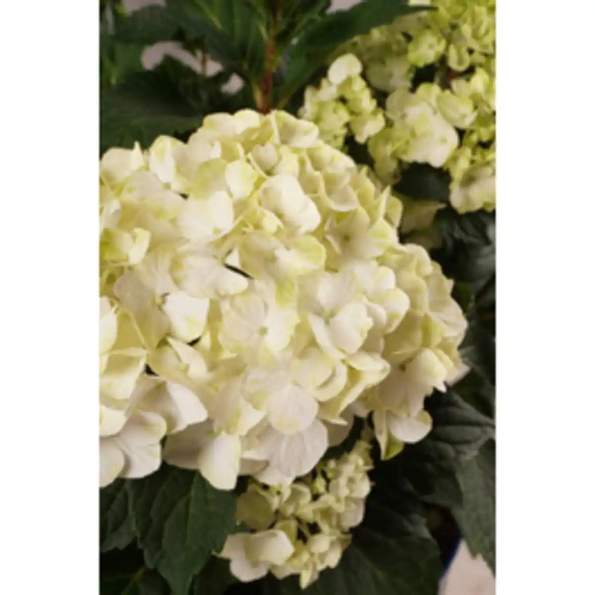 Bild 2 von Endless Summer® Bauernhortensie Hydrangea Hydrangea macrophylla »DreamCloud«, weiße Blüten
