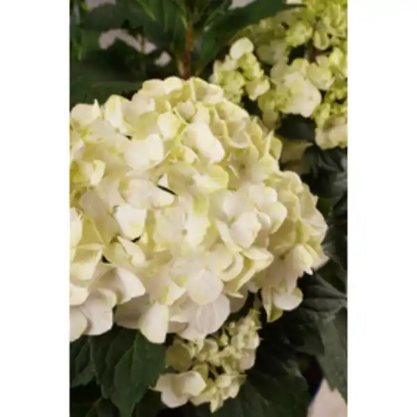 Bild 2 von Endless Summer® Bauernhortensie Hydrangea Hydrangea macrophylla »DreamCloud«, weiße Blüten