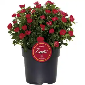 Zepeti® Rose, Rosa »Zepeti®«, Blüte: samtrot, Vielblüher