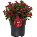 Bild 1 von Zepeti® Rose, Rosa »Zepeti®«, Blüte: samtrot, Vielblüher