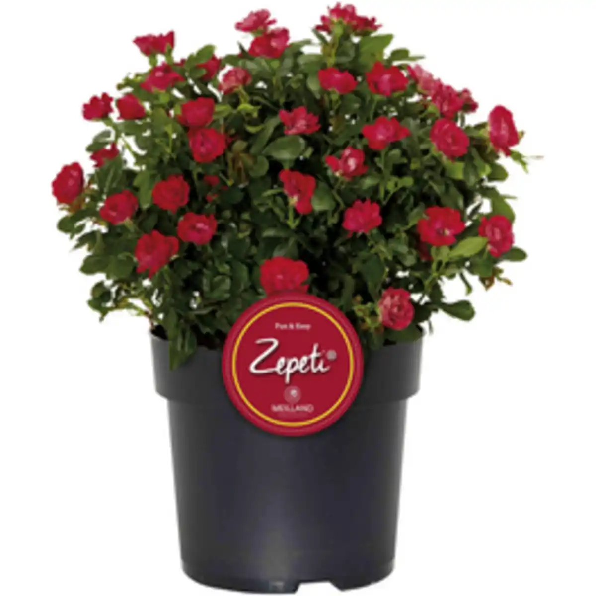 Bild 1 von Zepeti® Rose, Rosa »Zepeti®«, Blüte: samtrot, Vielblüher