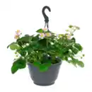 Bild 3 von GARDENLINE Erdbeerampel