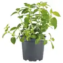 Bild 1 von GARDENLINE Fruchtminze, Zitronenminze