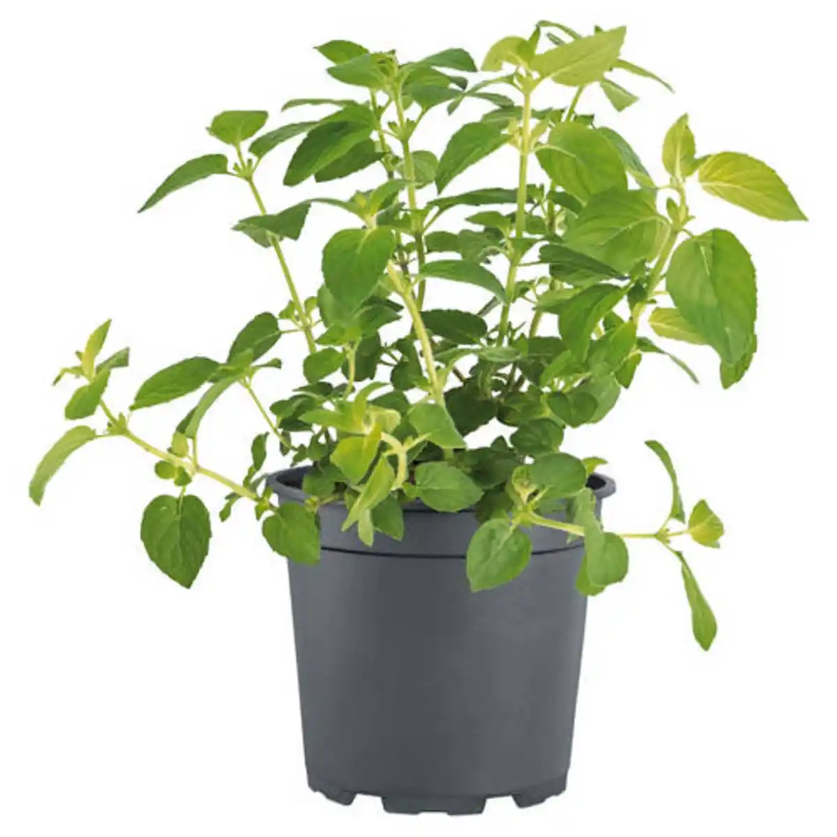 Bild 1 von GARDENLINE Fruchtminze, Zitronenminze