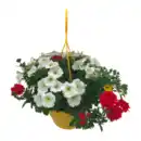 Bild 4 von GARDENLINE Blühmix-Ampel