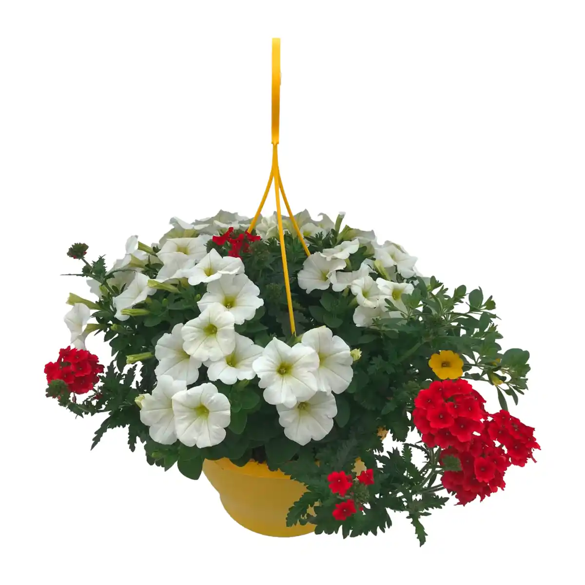 Bild 4 von GARDENLINE Blühmix-Ampel