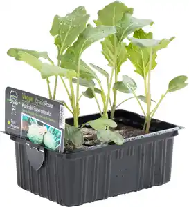 Salat- und Gemüsesetzlinge "Le Jardin Gourmand" Kohlrabi 6er Schale