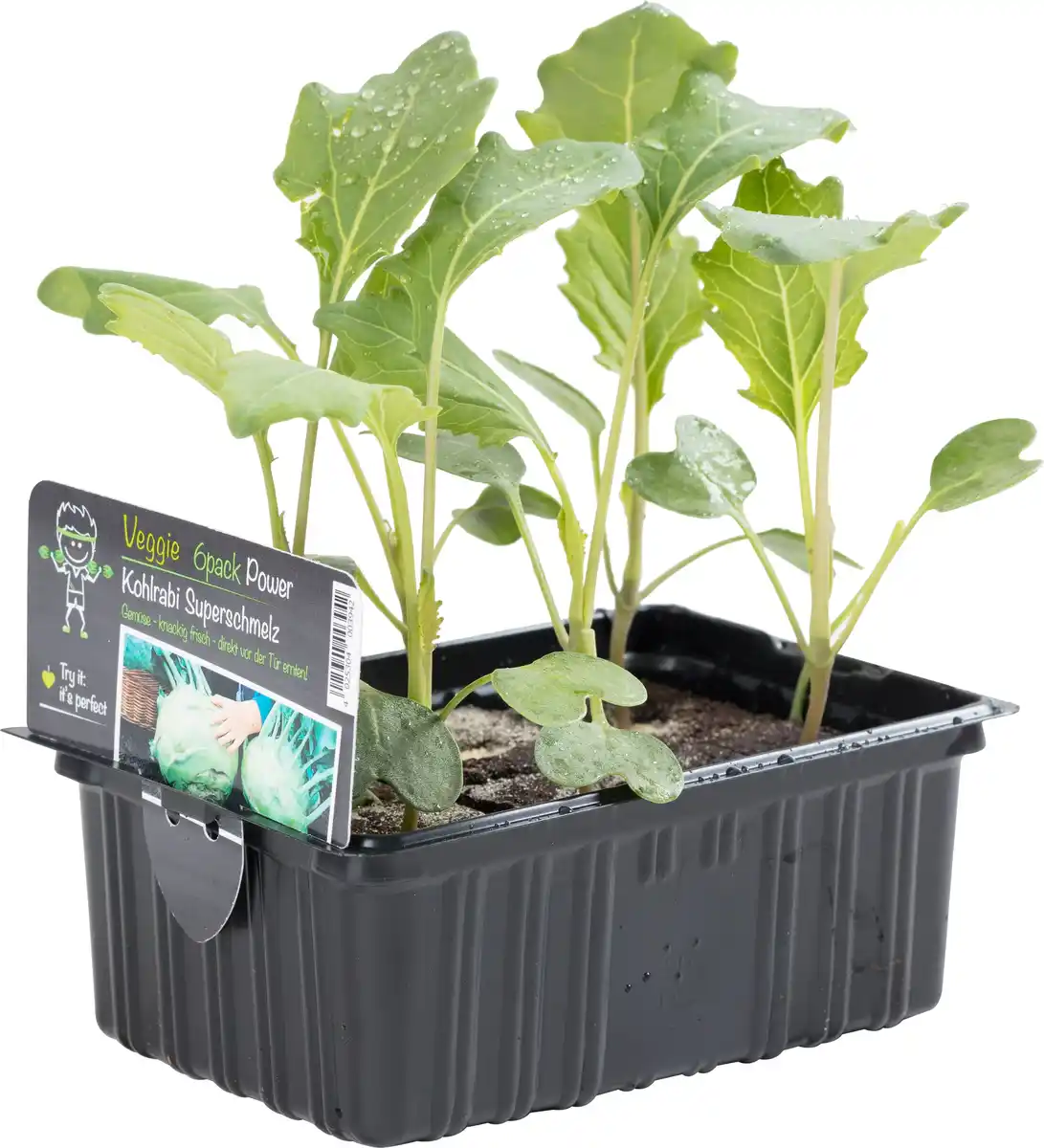 Bild 1 von Salat- und Gemüsesetzlinge "Le Jardin Gourmand" Kohlrabi 6er Schale