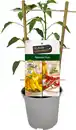 Bild 1 von Peperoni Capsicum H ca 20 cm 12 cm Topf