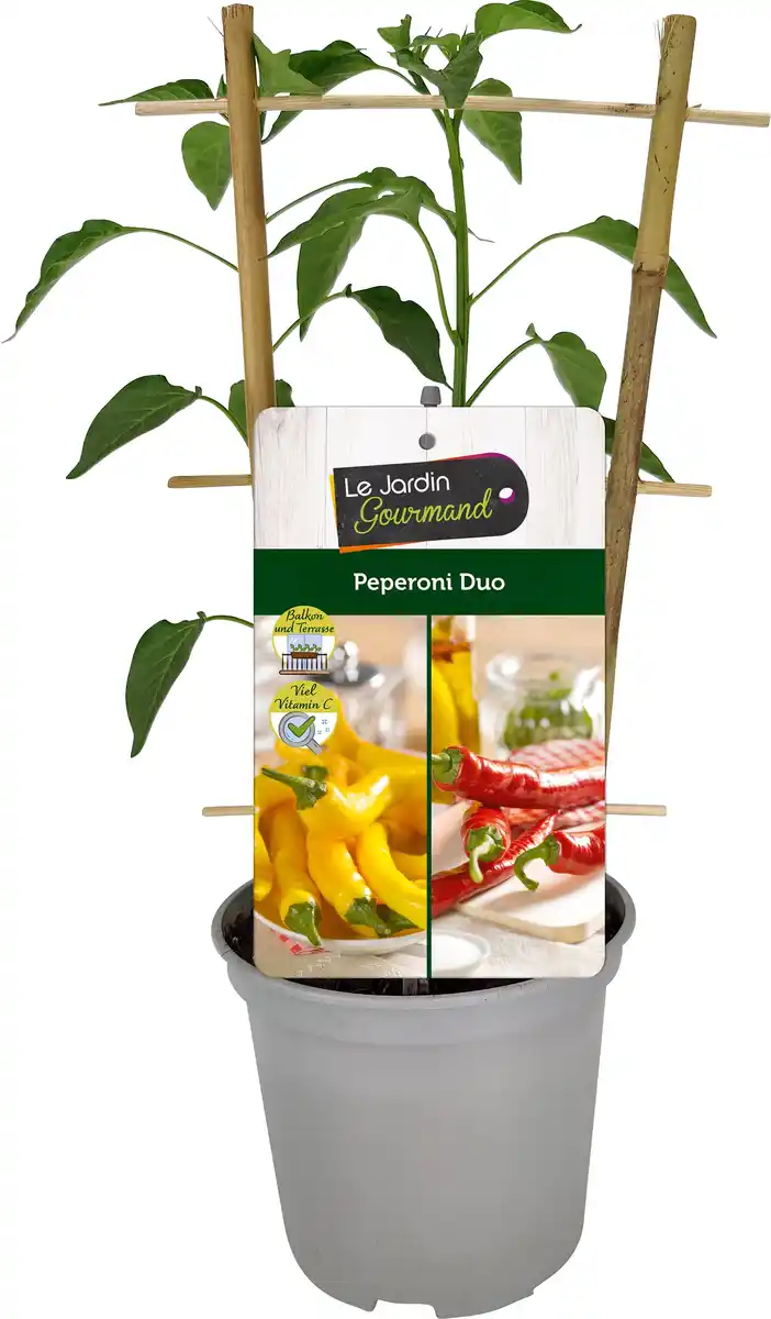 Bild 1 von Peperoni Capsicum H ca 20 cm 12 cm Topf