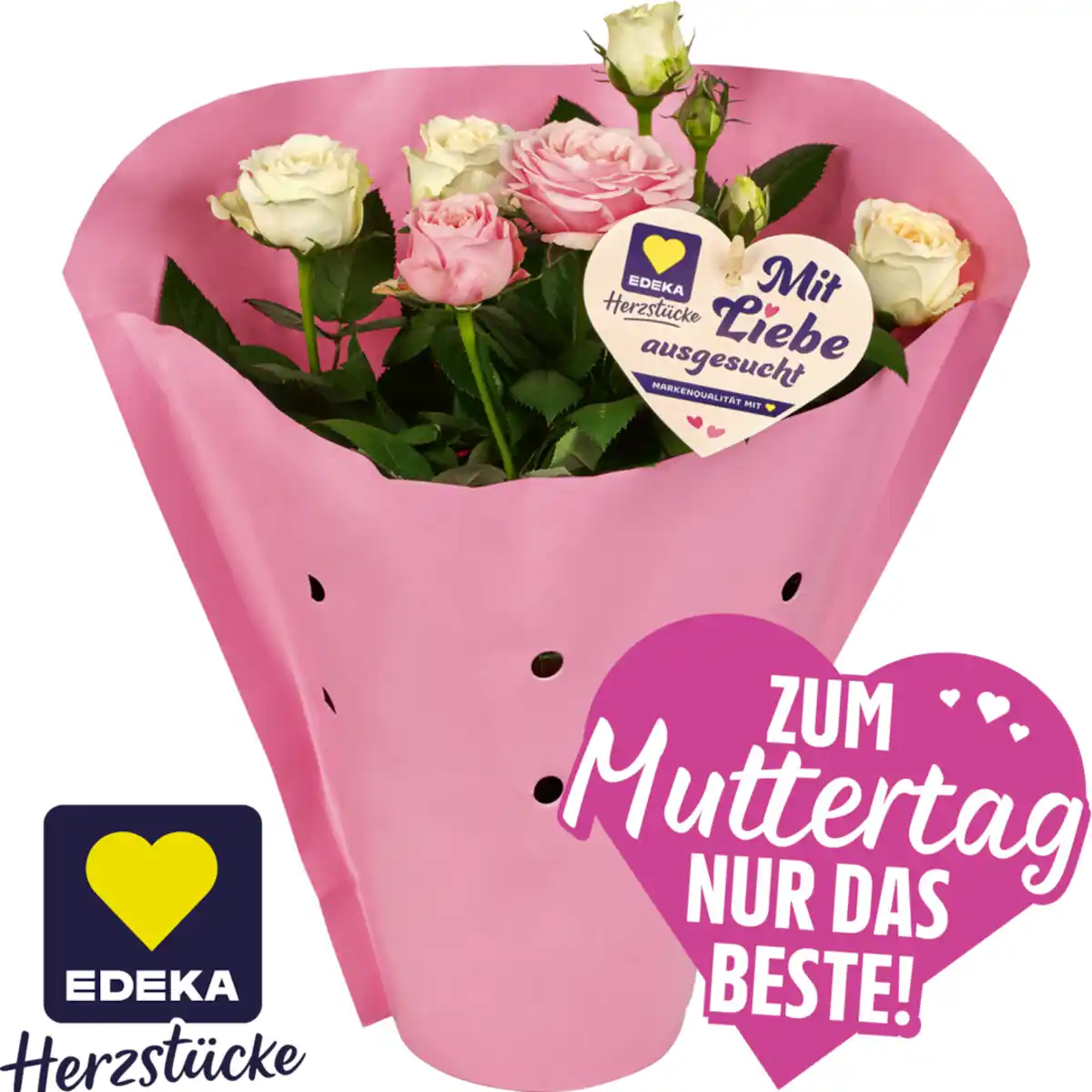 Bild 1 von Topfrosen****