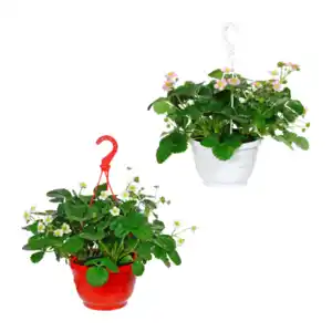 GARDENLINE Erdbeerampel