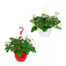 Bild 1 von GARDENLINE Erdbeerampel