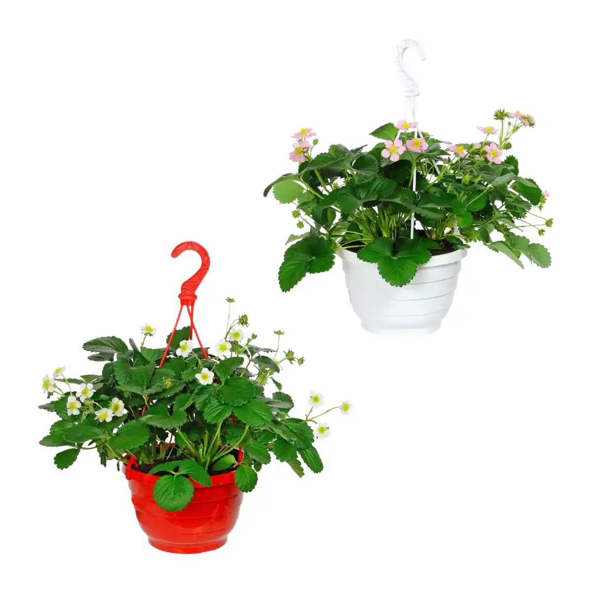 Bild 1 von GARDENLINE Erdbeerampel