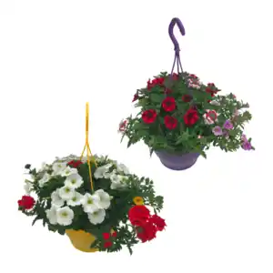 GARDENLINE Blühmix-Ampel